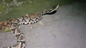 山神,百步蛇,蛇,毒蛇(圖/臉書 https://www.facebook.com/william.c.murphy.94/videos/vb.676130060/10159424120335061/?type=2&theater)