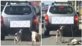 中國大陸,大連市,毛小孩,狗（圖／翻攝自《半島晨報》）