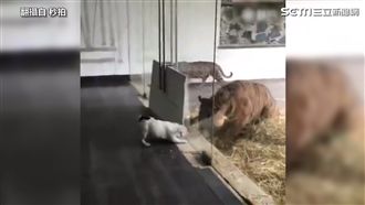 最好膽小狗　叫到你怕為止