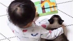 貓,兄,弟,姊,妹,寵物,家人,家長,故事,繪本,肩膀,窩心,寶貝,搭肩　圖／翻攝自Cats Planet　https://goo.gl/ew6xnb