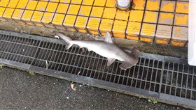 泰利,颱風,鯊魚,日本,水溝蓋,福州,風飛鯊,北海道,九州,四國　圖／翻攝自ばやばやし‏推特　https://goo.gl/wcwmLz