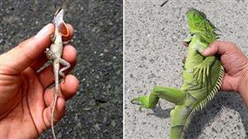 嘉義縣政府請民眾一起抓蜥蜴維護生態，還祭出收購金。（圖／翻攝張花冠臉書）