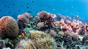 潛進菲律賓宿霧與鯨鯊同游　薄荷島尋找眼鏡猴蹤跡