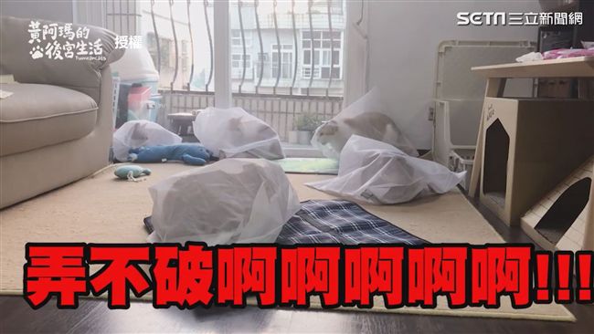 火災逃生演習！貓裝進洗衣袋打包帶走