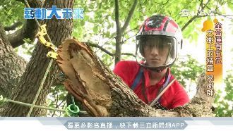 全台僅5位！「攀樹師」月入破10萬