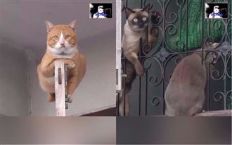 帶手下霸氣趴窗　貓老大：收保護費囉