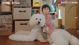 感人！狗哥哥的告白 想守護「妹妹」長大