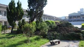 f修校偷龍柏1200