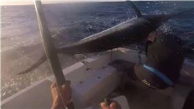 釣魚,馬林魚,澳洲,昆士蘭,尖嘴,旗魚　圖／翻攝自teamjustagirl網站