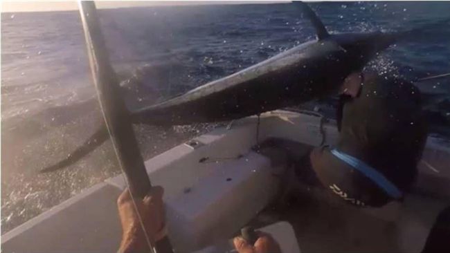 澳洲釣客出海捕魚　險遭巨大旗魚刺中