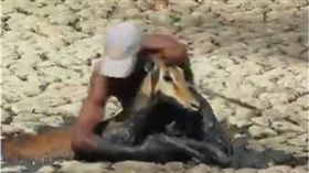 動物,小鹿,非洲,受困,救援,泥巴,泥濘