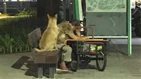 阿嬤走累坐在公園閉眼休息…忠犬不離不棄　全程在旁守候
圖/翻攝自臉書社團《米克斯傳奇》