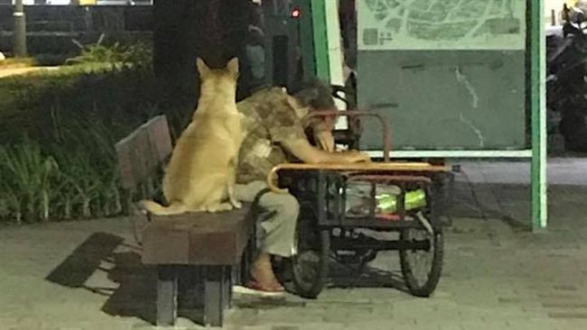 阿嬤走累坐著休息　忠犬全程緊靠守候