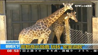 長頸鹿學會開門　帶夥伴偷溜出門玩耍