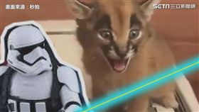 畫面來源：秒拍