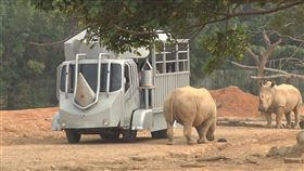 六福村打造全球唯一犀牛車，和犀牛近距離接觸刷背。