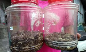 獎勵抓蜥蜴6人領近百萬　其他民眾氣呼