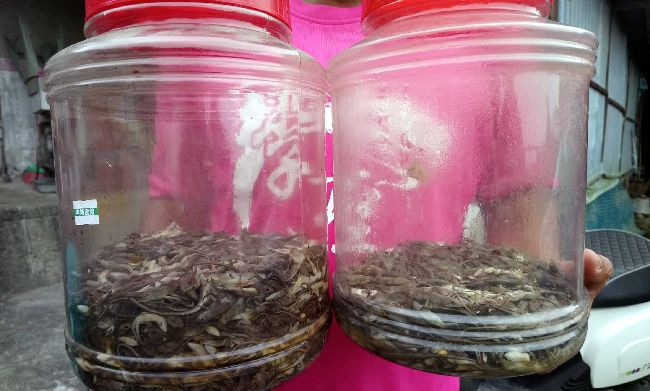 百萬獎金鼓勵抓蜥蜴　僅6人就領光光