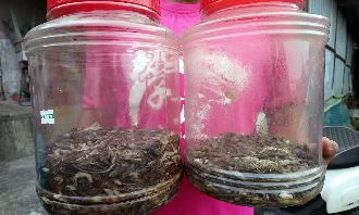 百萬獎金鼓勵抓蜥蜴　僅6人就領光光