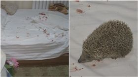 刺蝟,動物,旅店,酒店,刺痛,血漬,投訴,理論,床單,衛生,枕頭,污漬,大陸,西安 圖／翻攝自都市快報　https://goo.gl/MBkuwY