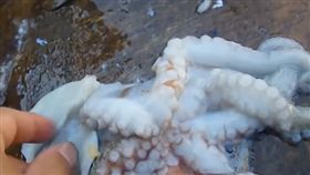 魷魚(圖/翻攝自YouTube）