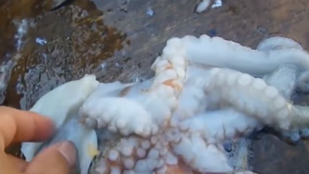 一咬被「口爆」…女嘴生出12小魷魚