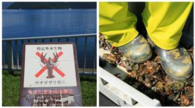 ▲日本人將小龍蝦直接踩碎。（圖／翻攝自《重慶日報》）
http://www.cqtimes.cn/news/article/id/2318636/nowCat/51.html