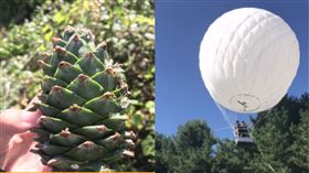  氫氣球,松子 圖／翻攝自微博