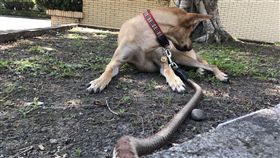 民眾報案說有狗被蛇咬，結果只是一條蛇狗鍊掛在狗身上。（圖／翻攝畫面）