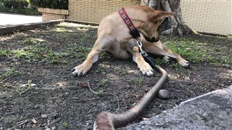 校園驚傳狗被蛇咬　消防員到場傻眼了