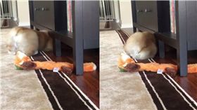 柯基,屁股,毛小孩,狗狗,汪星人,Drewbert　圖／翻攝自IG