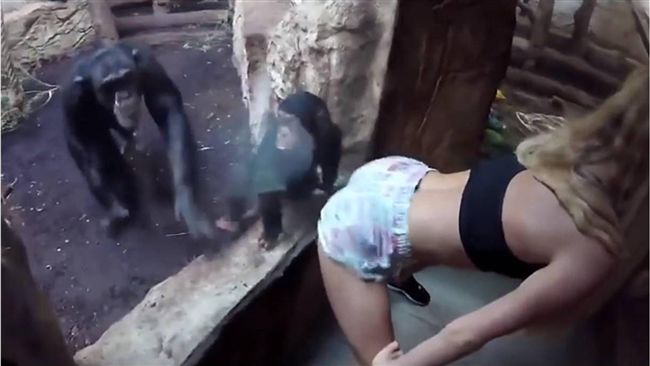 正妹電臀誘惑　黑猩猩色瞇瞇伸鹹豬手