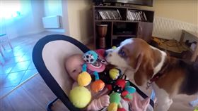 小獵犬,狗,寵物,小主人,嬰兒,寶寶,玩具,爭寵,道歉,溫馨　圖／翻攝自YouTube https://goo.gl/33kXxS