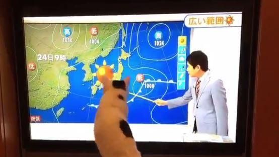 氣象主播隔空逗貓　鏟屎官失業了！