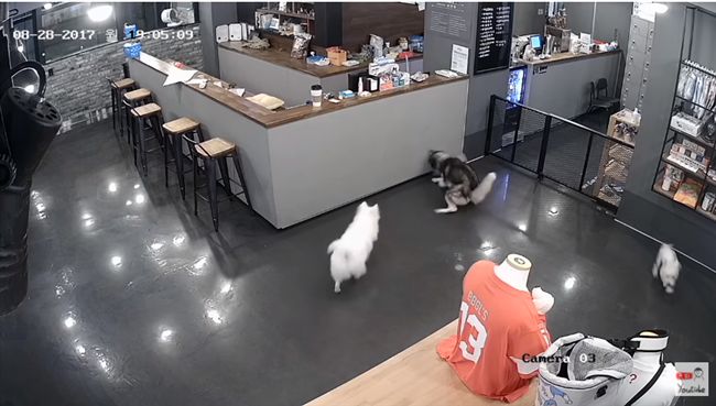 愛犬寄宿遭咬死　店家竟還報警抓飼主