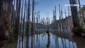 F樹倒砸露營1200