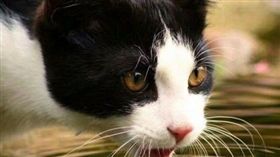 圖片來源：寵物滔客