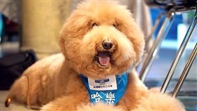 圖片來源：寵物滔客