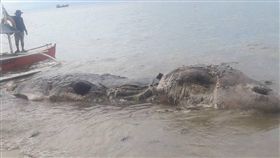菲律賓,海灘,海怪,鯨魚,腐爛,巨獸（圖／翻攝自臉書Nujnuj Capistrano）https://www.facebook.com/photo.php?fbid=1462659173847847&set=pcb.1462659543847810&type=3&theater