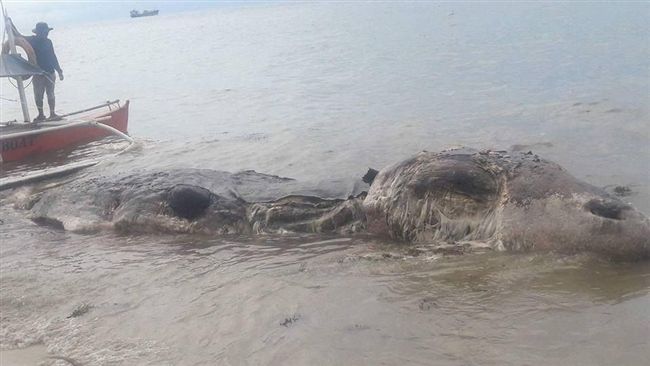 腐爛巨獸擱淺海灘　漁民驚：海怪出沒