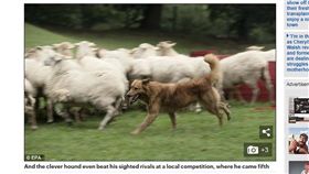 牧羊犬,Kit,Mark Smithers,山羊,綿羊,管理,趕羊,比賽,失明,盲　圖／翻攝自每日郵報　https://goo.gl/Wya1oa