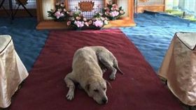 忠犬守在主人靈堂前／南投縣議員廖志城臉書