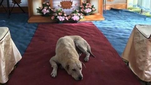 主人車禍過世　忠犬趴靈前連日悲鳴