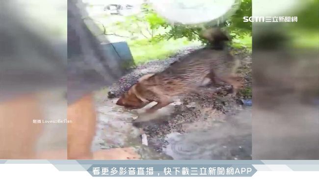 幼犬受困淹水地洞　狗媽媽急挖土救