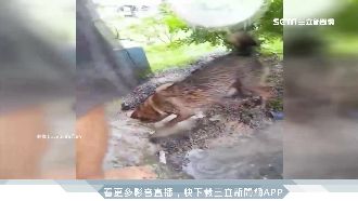 幼犬受困淹水地洞　狗媽媽急挖土救