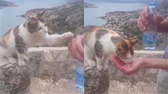 浪貓撒嬌伸手討水喝　暖男秒被收服