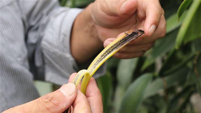 「綠金」飆漲　香草近7年飆漲10倍