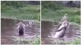 南美短吻鱷,鱷魚（圖／翻攝自YouTube）