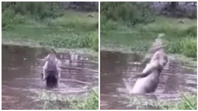 情侶約會！驚見湖中十條鱷魚瘋啃遺體