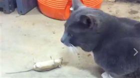 湯姆貓與傑利鼠,卡通,老鼠,演技,迪士尼,好萊塢（圖／翻攝自臉書）https://www.facebook.com/NTDFunnyLife/videos/1986354118320746/